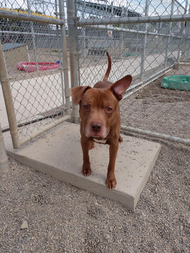 Tank the adoptable dog!